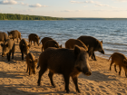 Стая диких кабанов оккупировала пляж Сурского водохранилища