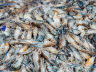 Жителя Херсонской области осудят за нелегальную добычу креветок на 26,5 млн рублей
