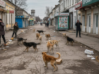 В Новокаховском округе Херсонщины резко выросло число бездомных собак