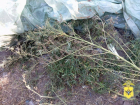Полицейские изъяли у херсонца 1,5 кг «волшебной травы»