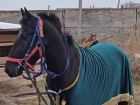 Конному клубу в Скадовске подарили трёхлетнего жеребца из Карачаево-Черкессии