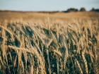 В Херсонской области разрабатывают новые сорта озимой пшеницы