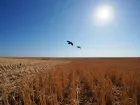 Сальдо отменил режим ЧС из-за засухи в Херсонской области