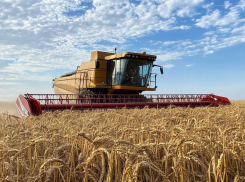 Специалисты Россельхозцентра в восторге: Херсонская область установила рекорды по озимым пшеницам