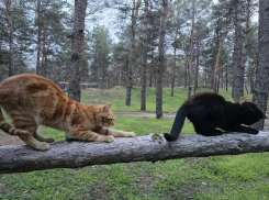 Блиндажные коты спасают бойцов от мышей и тоски на Херсонском направлении