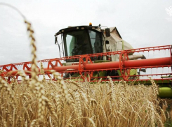 Правый берег в долговой яме, левый – с компенсацией: как аграрии Херсонщины выживают после засухи