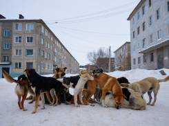 Скадовчане пожаловались на отсутствие электричества, спекуляцию топливом и бродячих собак