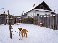 У херсонцев могут забирать домашних животных за жестокое обращение