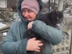 Котёнка, подобранного бойцами херсонского направления, отправили в Липецкую область