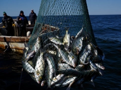 Херсонские рыбаки выловили всю кефаль, оставив Крым без рыбы