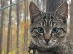 «Бронированного» кота сняли на видео херсонские бойцы 