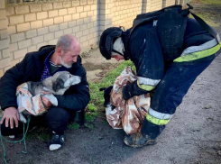 В Херсоне пожарные спасли из огня двух собак