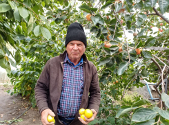 Житель каховской Чернянки создал экзотический сад