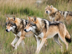 На Херсонщине волки наведались в населенные пункты