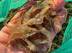 В Херсонщине выловили более 58 тонн черноморской креветки в этом году