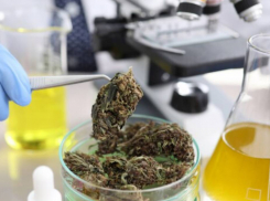 В Каланчакском округе полицейские изъяли 100 граммов конопли у 43-летнего местного жителя