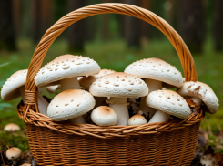 Жители Пензы рассказали, как за пару часов собрали корзину, полную подберезовиков и маслят