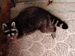 Павлины и еноты заповедника «Аскания-Нова» обосновались в новом доме