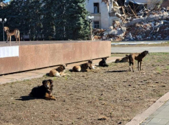 В Херсоне на фоне вспышки бешенством торгуют мясом заражённых животных