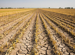 Сальдо ввел режим ЧС в агропромышленном комплексе в семи округах Херсонщины