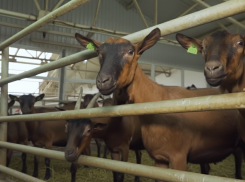 1300 литров молока со вкусом пломбира за сутки производят козы в Херсонской области