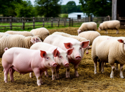 Свинарник без правил: в Херсонщине вскрыты массовые нарушения на фермах
