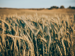 В Херсонской области разрабатывают новые сорта озимой пшеницы