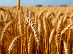 В Херсоне вскрылось мошенничество с 1,3 млн рублей на аграрных субсидиях