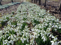Какая погода ждёт Херсонскую область в марте 