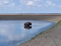 В заповеднике Херсонской области восстановят орошение и подачу воды животным