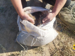 В Херсонской области браконьеры нанесли государству миллионный ущерб