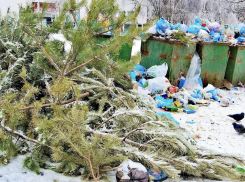 В Скадовске за сдачу на утилизацию новогодней ёлки можно выиграть приз