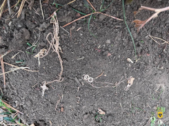 Херсонка украла золото у друга и закопала в поле