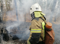 Более 12 гектаров леса пострадали от огня в Херсонской области