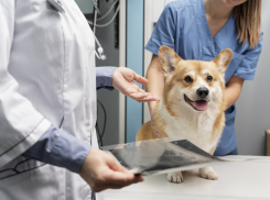 Росгвардия помогла открыть ветеринарный кабинет в Херсонщине