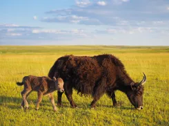 Новорождённого детёныша яка сняли на видео в заповеднике «Аскания-Нова»
