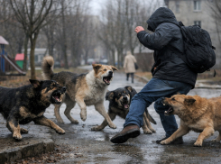 Каховская администрация призвала не кормить уличных собак в общественных местах