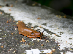 Модные слизни атакуют огороды и угрожают урожаю