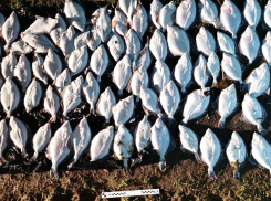 Житель Геническа нарвался на уголовное дело за вылов рыбы в Утлюкском лимане