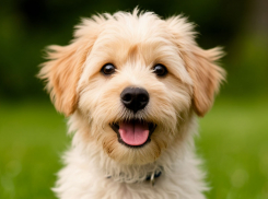 Домашние питомцы под угрозой: как ваши любимцы могут стать источником бешенства