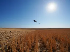 Сальдо отменил режим ЧС из-за засухи в Херсонской области
