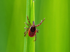 В Херсонской области за месяц клещи покусали шесть человек