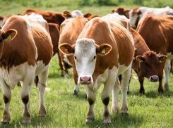 В Херсонской области половина скота оказалась не зарегистрирована