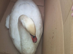 В Херсонской области неравнодушные жители спасли замерзающего лебедя и малую поганку