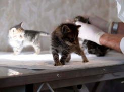 В Херсонской области ветеринар из Росгвардии осмотрел бездомных котят и щенков