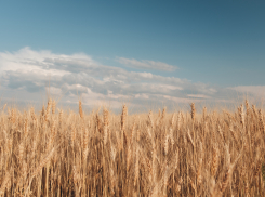 В Пензенской области активизировались вредители яровых культур