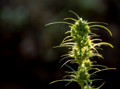 В Херсонской области полицейские изъяли пакет с марихуаной у жителя Трофимовки