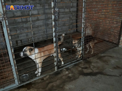 Полсотни оголодавших псов могут захватить улицы Херсона