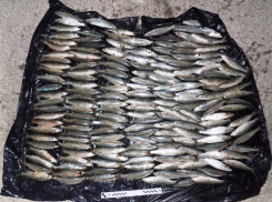 На Сиваше задержали двух серийных браконьеров с незаконным уловом кефали