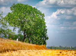 Какая погода ждёт Херсонскую область летом 